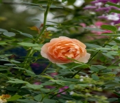 2020 09 01 LyndaleParkRoseGarden 024
